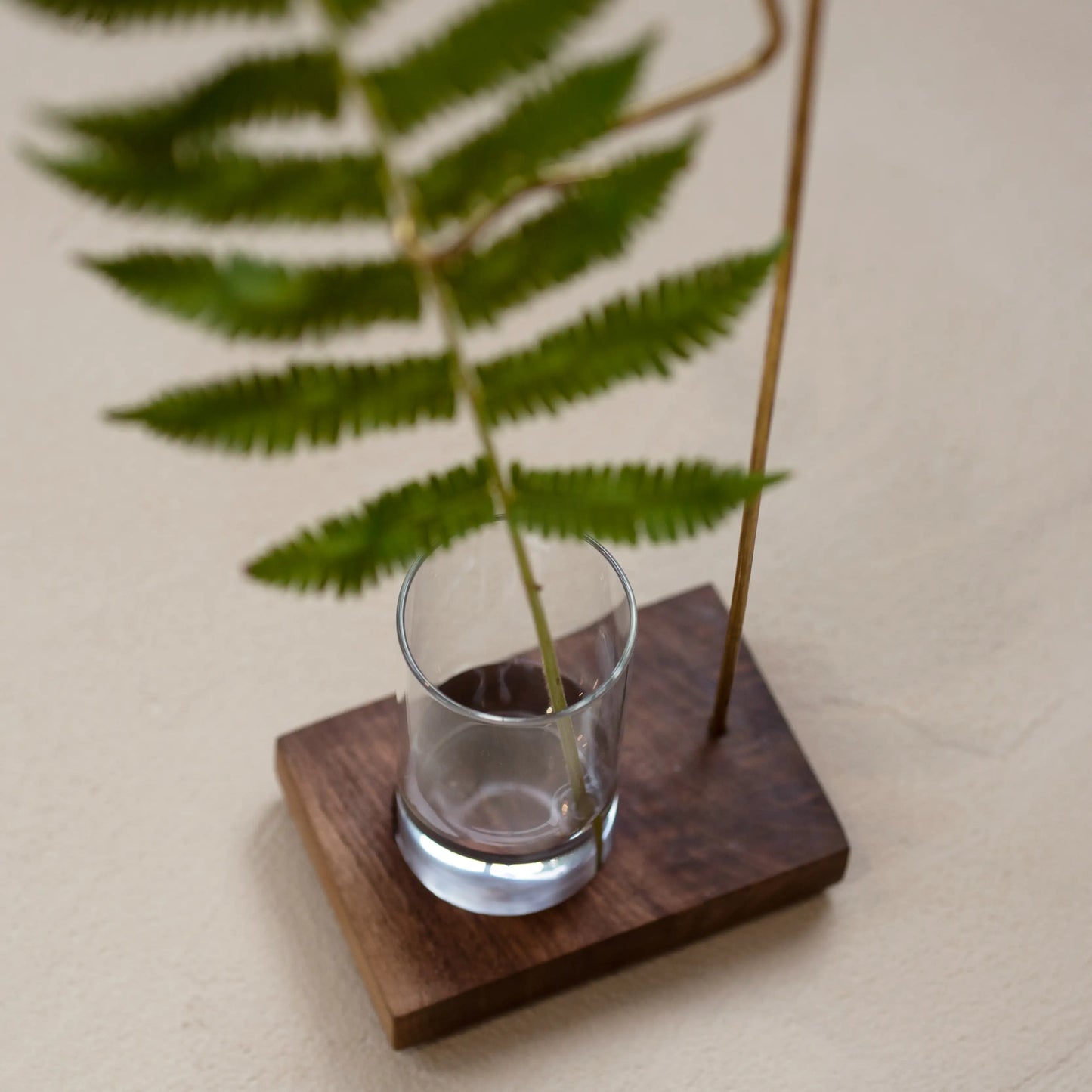 Close-up of a fern stem in the glass cup of a walnut bud vase.