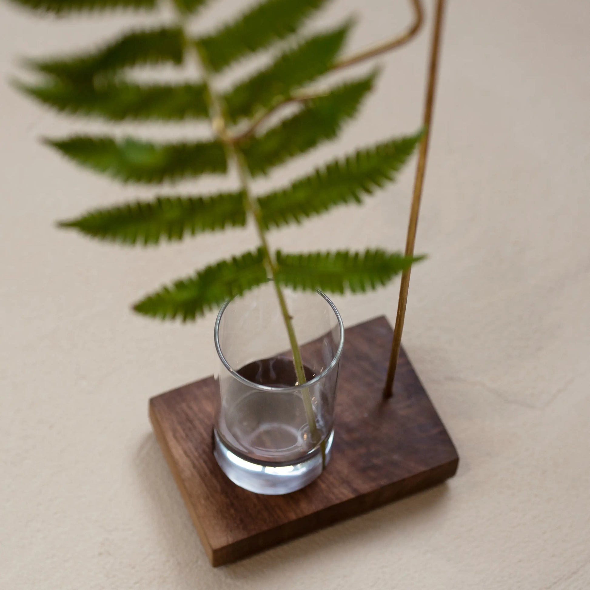 Close-up of a fern stem in the glass cup of a walnut bud vase.